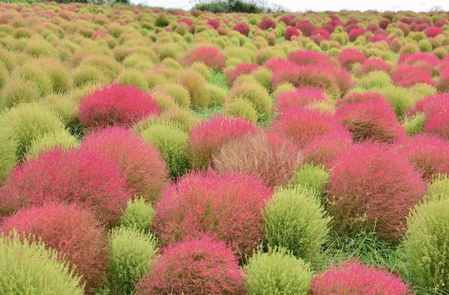 コキアカーニバル ひたち海浜公園 19の見頃や駐車場 混雑情報も I Like It