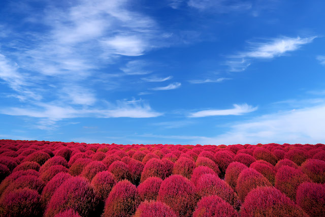 コキアカーニバル ひたち海浜公園 19の見頃や駐車場 混雑情報も I Like It