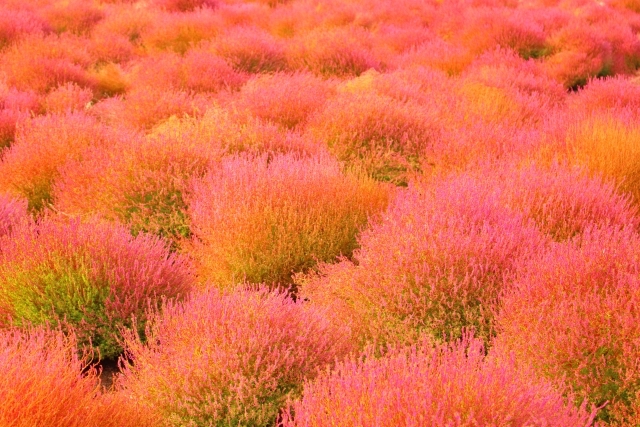 コキアカーニバル ひたち海浜公園 19の見頃や駐車場 混雑情報も I Like It